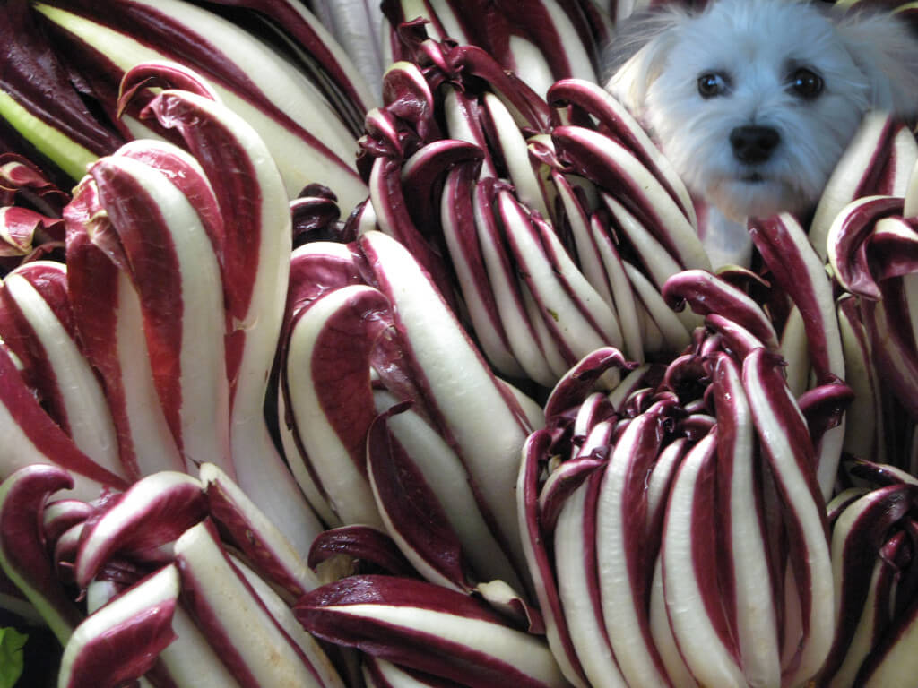 Suki-top-of-salad