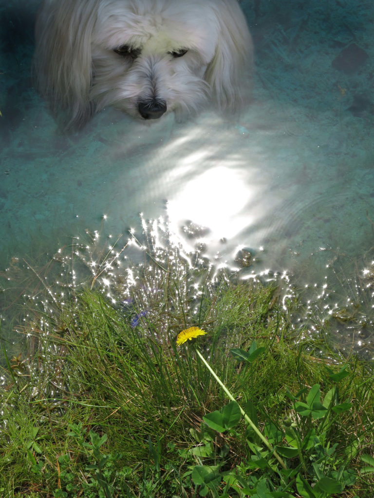 Robin Botie of ithaca, New York Photoshops her Havanese dog gazing at a dandelion by the pond.