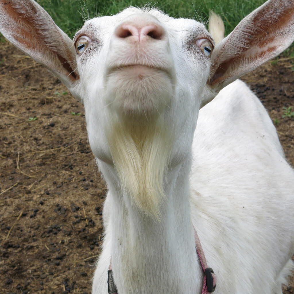 A goat smiles in Ithaca, New York. By Robin Botie.
