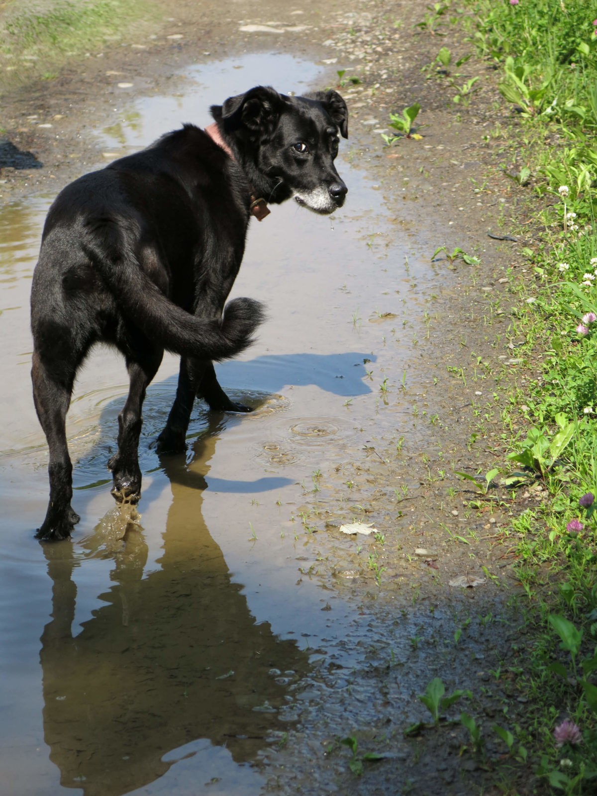 Tory, the dog that loves water, photographed by Robin Botie of Ithaca, New York.