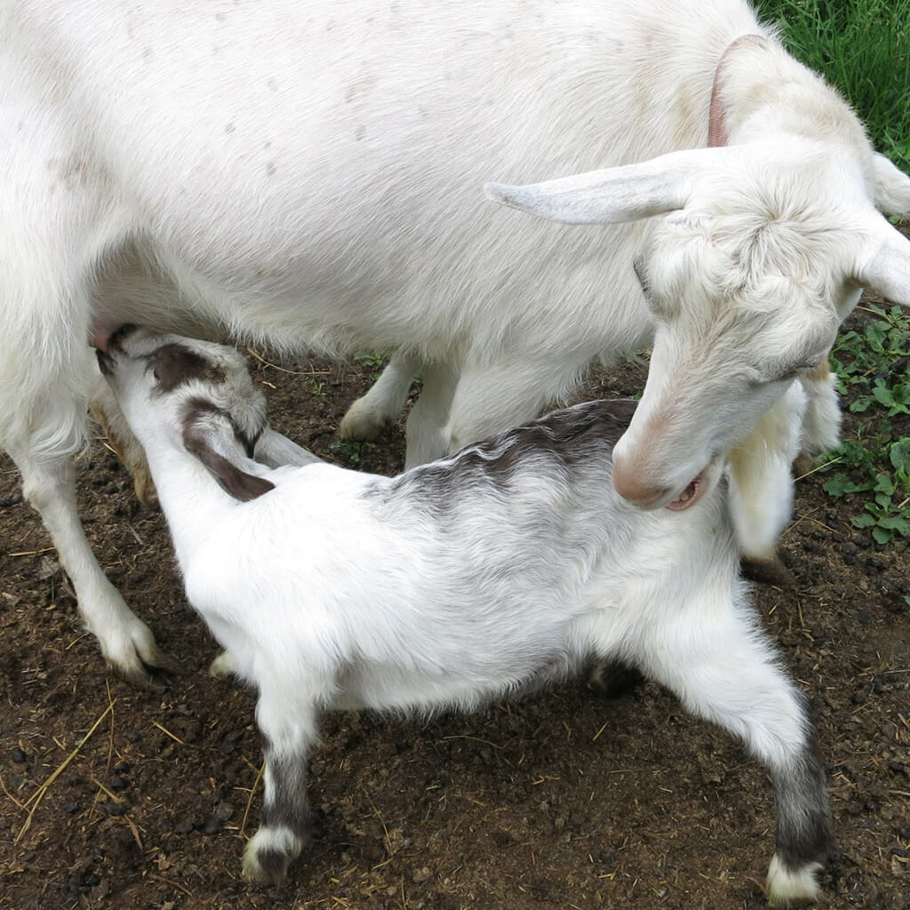 Goat nursing in Ithaca, New York, by Robin Botie