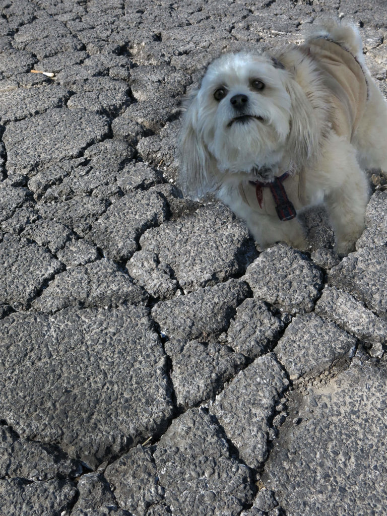 Robin Botie of Ithaca, New York, Photoshops her inherited dog Suki sinking in cracked concrete.