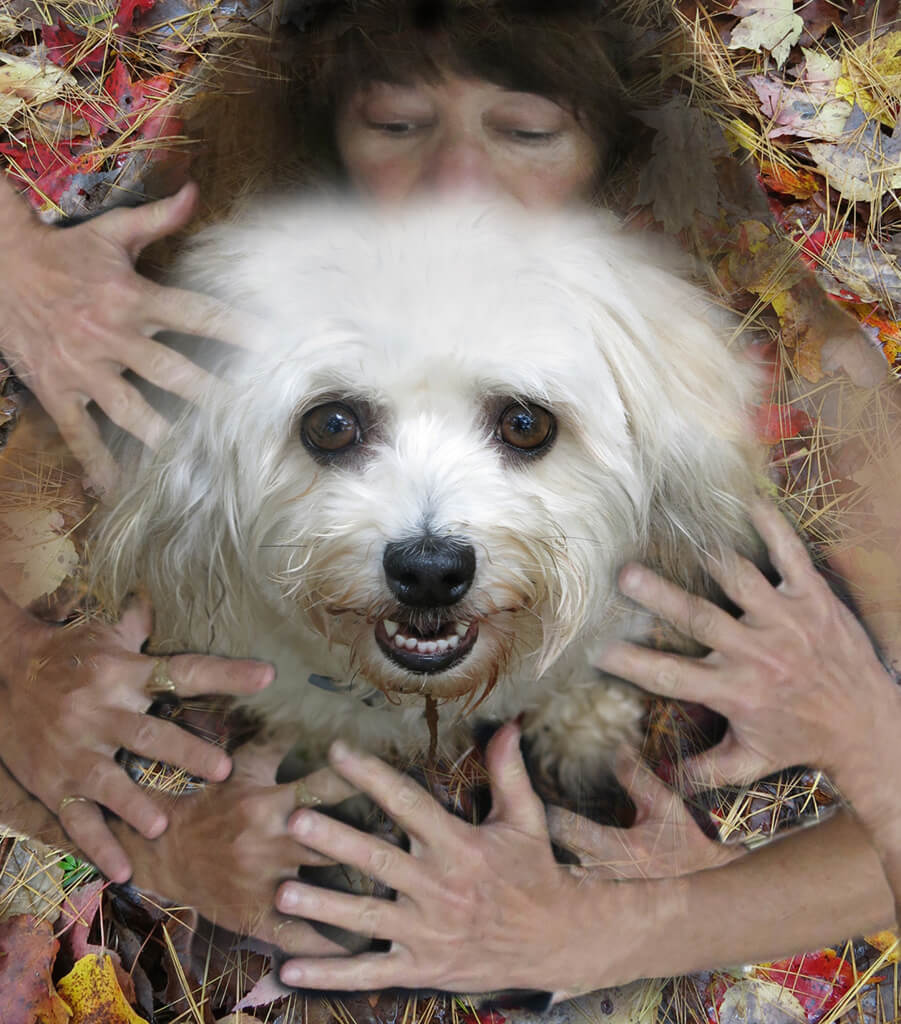 Robin Botie of Ithaca, New York, photoshops loving hands all around Suki, her inherited Havanese dog.