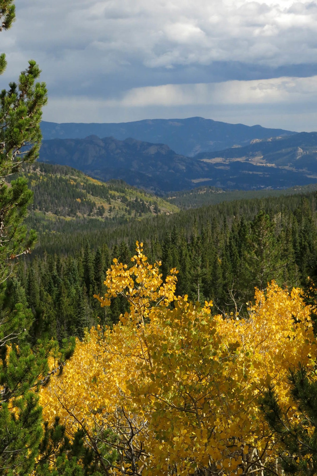 Robin Botie of Ithaca, New York, photographs the aspens turning yellow in the Rocky Mountains.