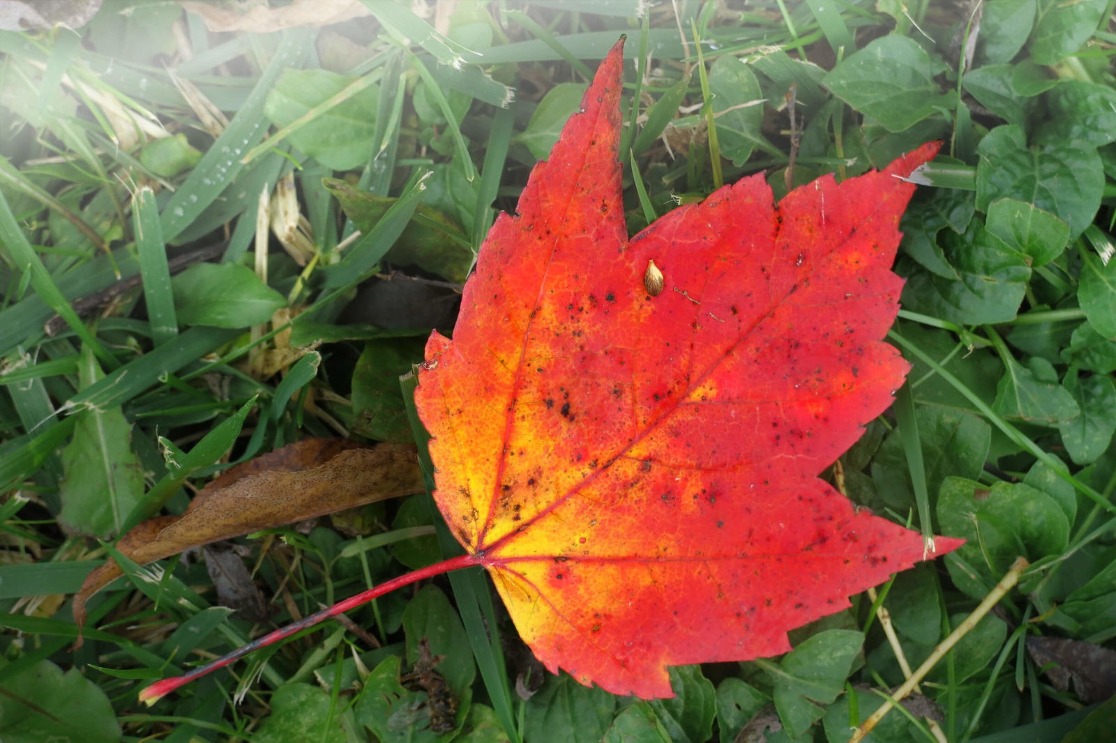 Robin Botie of Ithaca, New York, finds a lone red leaf in her yard.