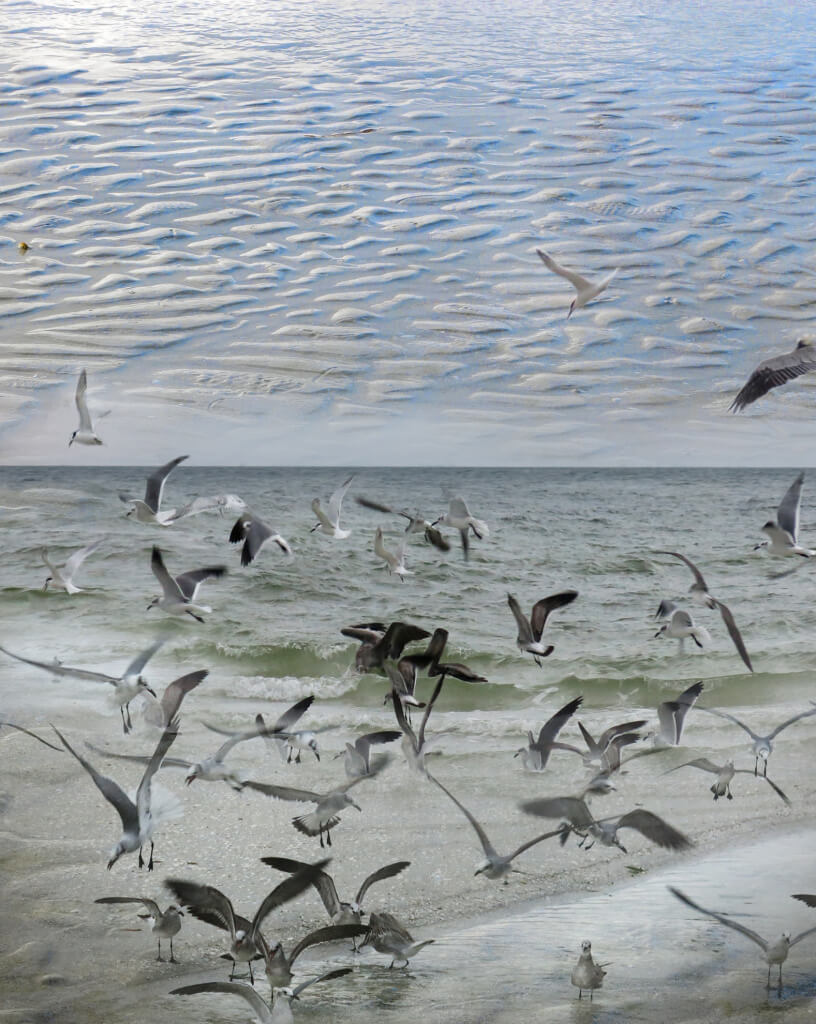 Robin Botie of Ithaca, New York, photographs birds in flight on the beach in Sanibel, Florida.
