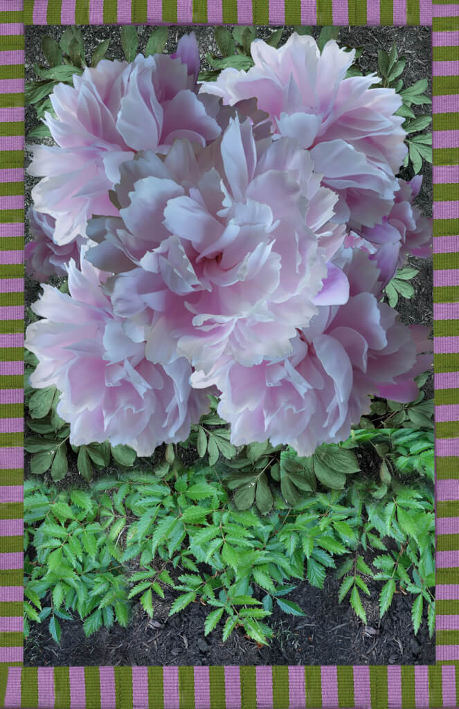 Robin Botie of Ithaca, New York, photoshops a digital montage of pink peonies after a week of craving pink.