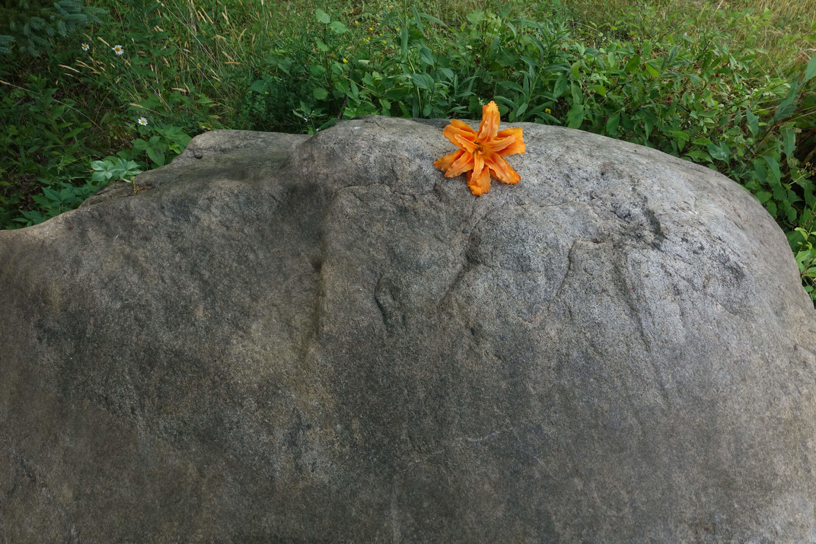 Robin Botie of Ithaca, New York, photographs a daylily on top of a boulder in her rock garden that could be two million years old.