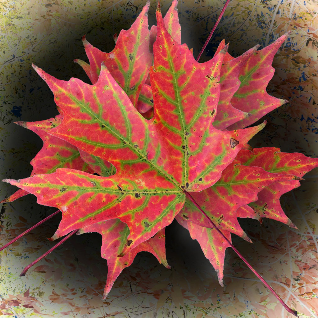 Robin Botie of Ithaca, New York, photoshops joyful color of a fallen leaf in focusing on life and death, the important things.