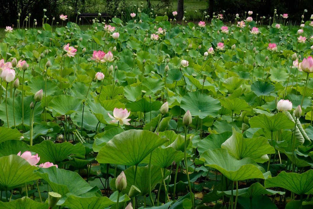 Robin Botie of Ithaca, New York photographs a lotus pond thick with lotuses at all stages of life.