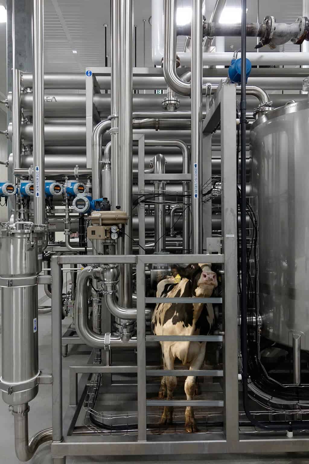 Robin Botie of Ithaca, New York, photoshops a cow trapped in the piping of a dairy products facility.