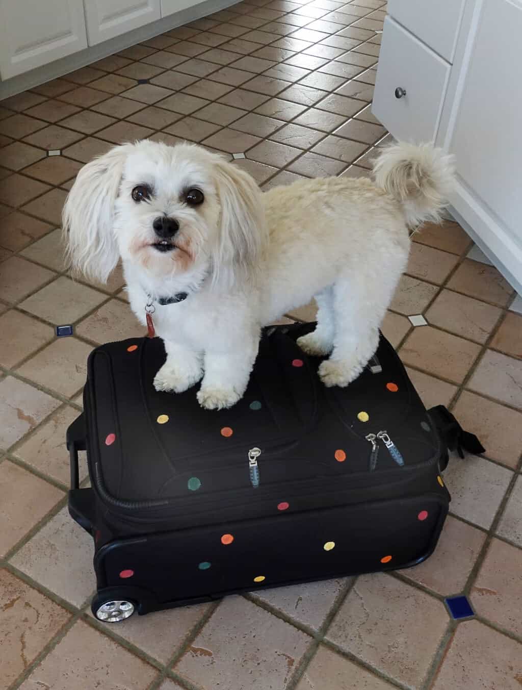 Robin Botie of Ithaca, New York, photographs her Havanese dog standing on top of her suitcase painted in a pre-travel leaving home ritual.