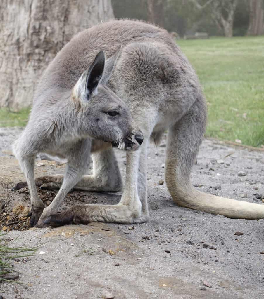 In Australia, Robin Botie of Ithaca, New York, photographs kangaroos and wallabies at Cleland Wildlife Park in Adelaide.