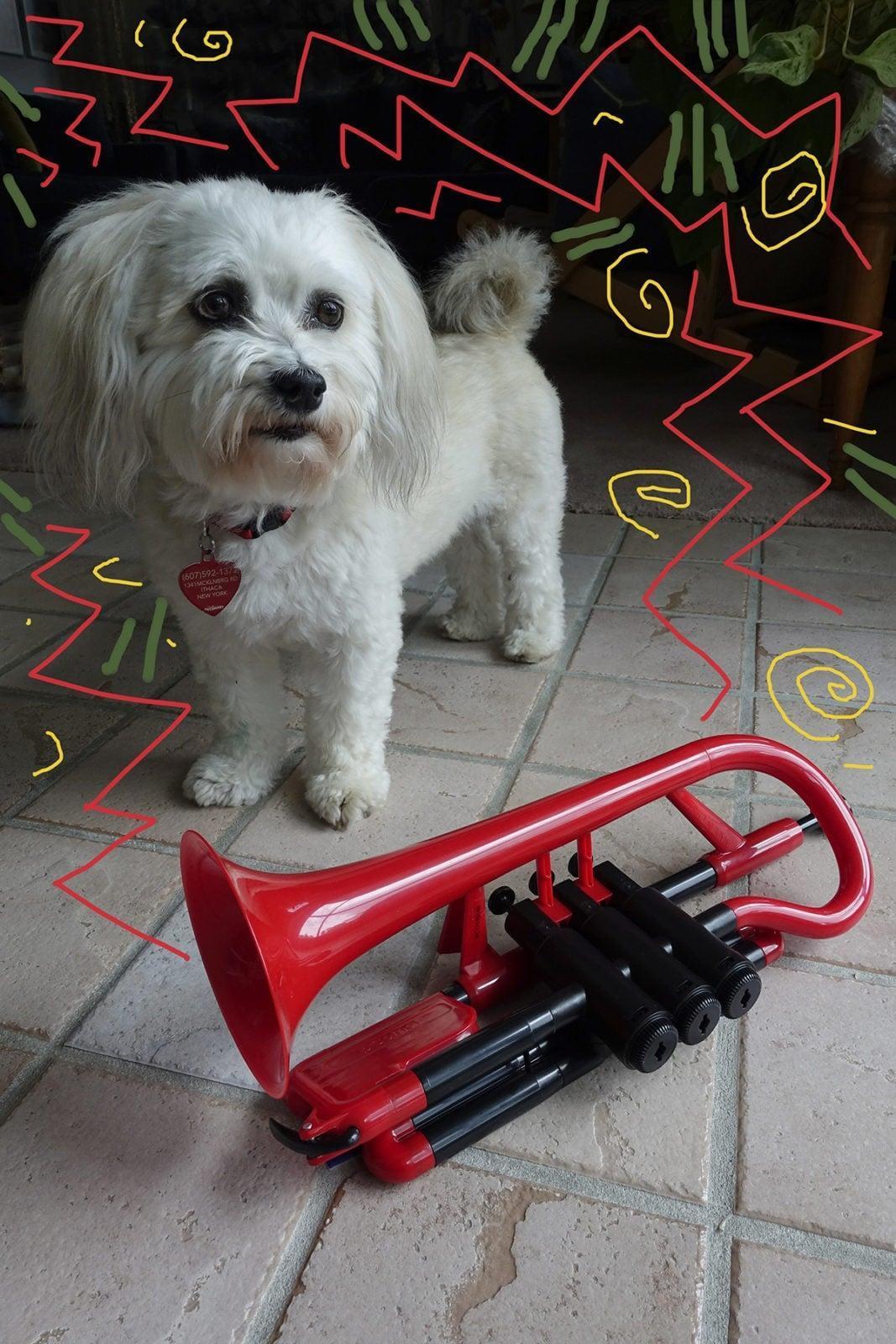 Robin Botie of Ithaca, New York, photoshops her dog and her new red pcornet bought to practice her embouchure for bugle playing.
