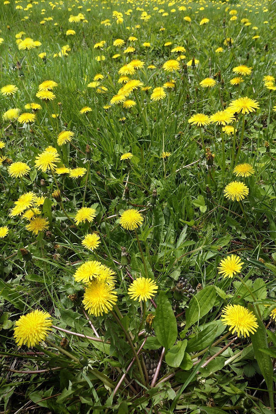 Robin Botie of ithaca, New York photographs her lawn full of dandelions in discovering gratitude in grief.