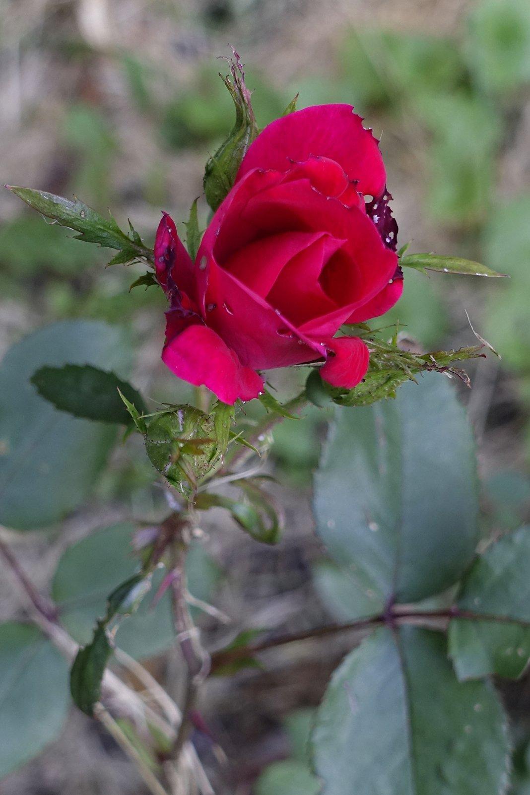Robin Botie of Ithaca, New York, photographs a bruised rose to illustrate resilience.