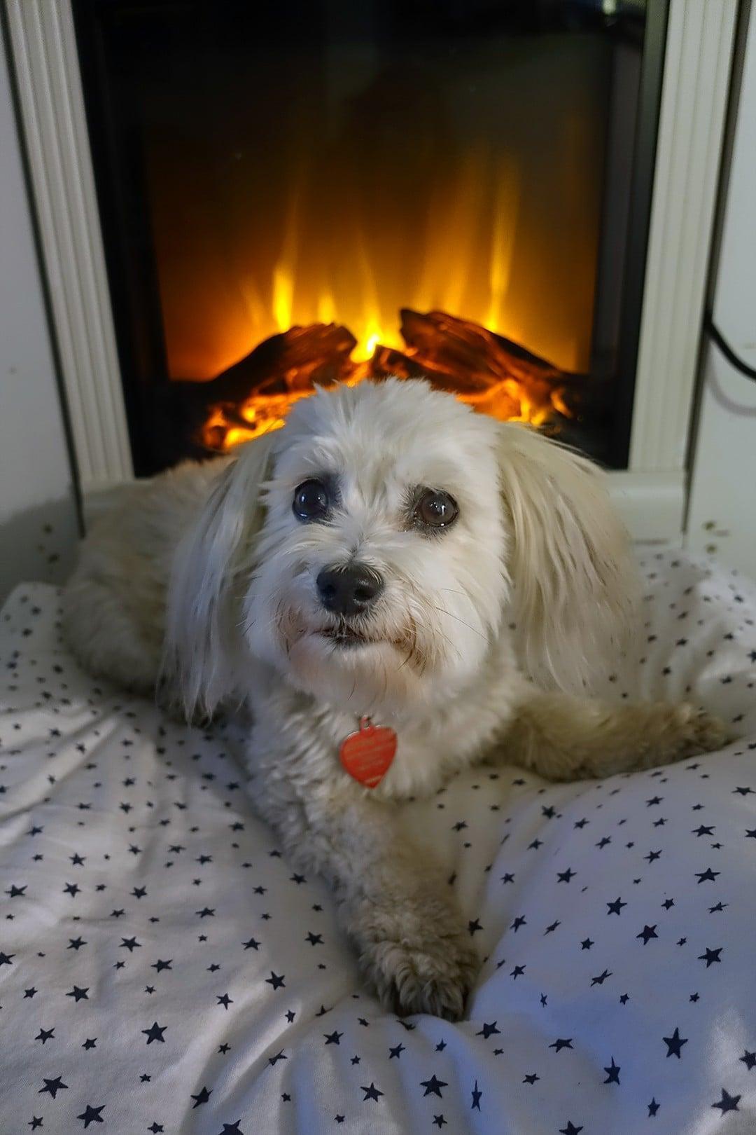 Robin Botie of Ithaca, New York, photographs her dog in front of the new fake fireplace she gifted herself for Thanksgiving.