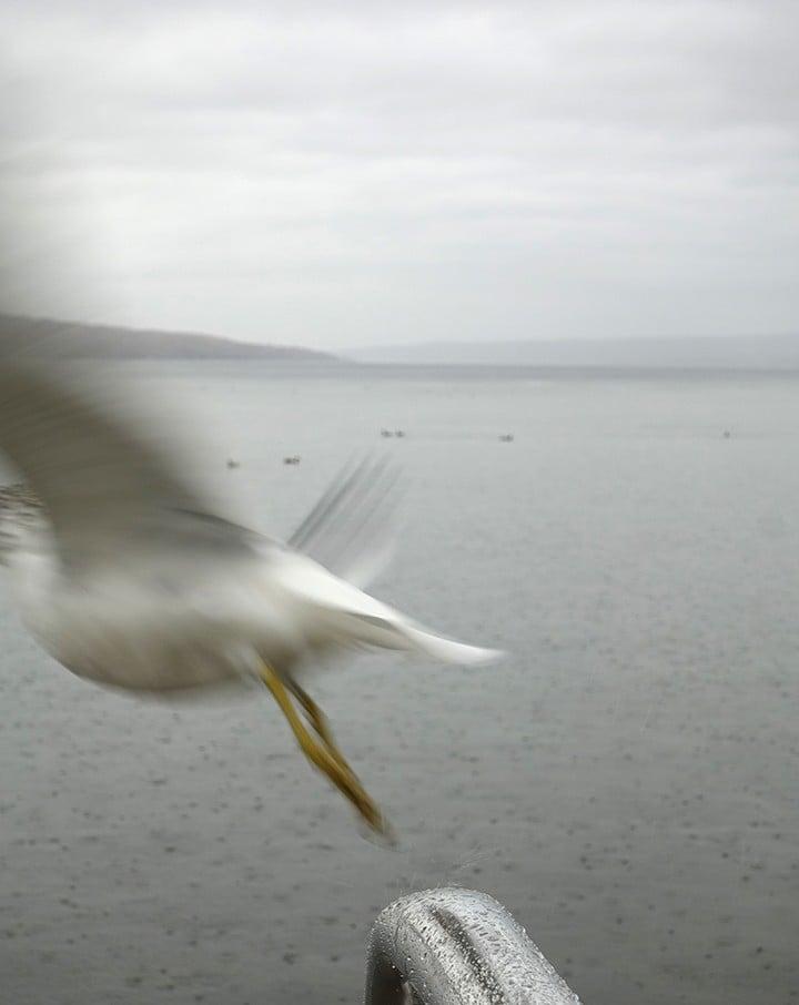 Robin Botie of Ithaca, New York, photographs a seagull flying off over Cayuga Lake.