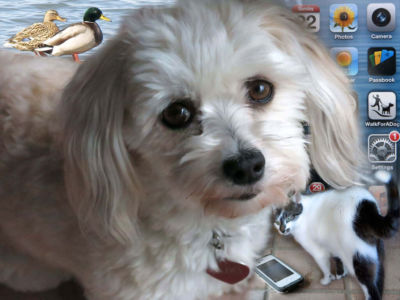 Robin Botie's Havanese dog stands over the cell phone that emits strange ringtones