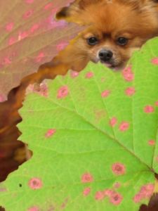 Rusty, a Pomeranian dog, peeks out between pink-spotted leaves in the forest off Comfort Road in Ithaca, New York.