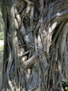 A Banyan tree in Florida with roots wrapped around its trunk photographed by Robin Botie of Ithaca, New York.