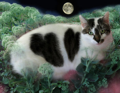 Robin Botie in Ithaca, New York, photoshops a portrait of the cat she had euthanized.