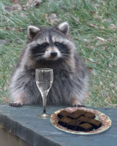 In Ithaca, New York, Robin Botie Photoshops brownies and a glass of wine in front of a raccoon that sits, waiting on the deck of her home.